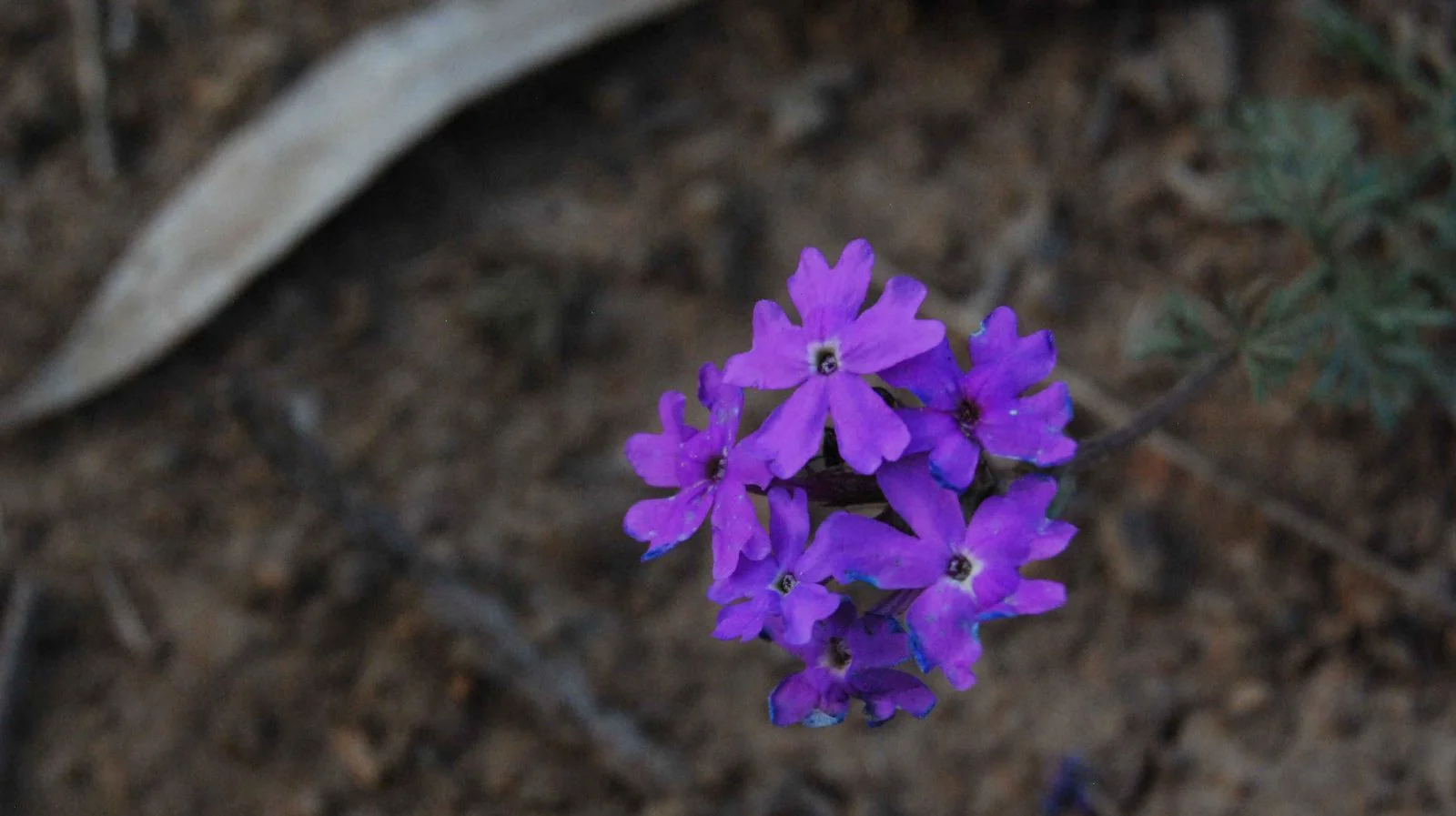 Kalpowar Forest Campground010 2015 09 10